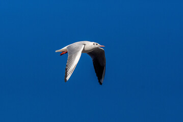 ユリカモメ！ 小型のカモメです。東京の都民の鳥に指定されていますが、冬に北から越冬のために渡ってくるため、通年で見られるわけではありません。