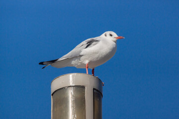 ユリカモメ！
小型のカモメです。東京の都民の鳥に指定されていますが、冬に北から越冬のために渡ってくるため、通年で見られるわけではありません。