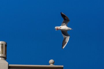 ユリカモメ！
小型のカモメです。東京の都民の鳥に指定されていますが、冬に北から越冬のために渡ってくるため、通年で見られるわけではありません。