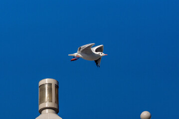 ユリカモメ！
小型のカモメです。東京の都民の鳥に指定されていますが、冬に北から越冬のために渡ってくるため、通年で見られるわけではありません。
