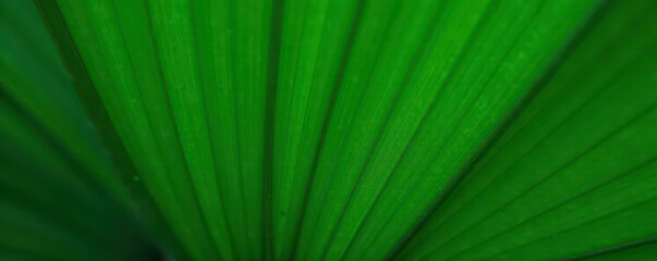 Obraz premium Close-up of deeply textured palm leaf, showcasing its rich green color and intricate lines , stock, botanical, palm frond