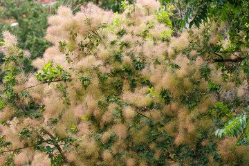 Cotinus coggygria ( Latin- Cotinus coggygria ) is a woody plant; a species of the genus Cotinus of...