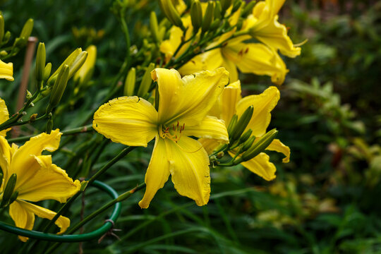 Fototapeta Daylily , or lemon-yellow daylily ( Latin- Hemerocallis citrina ) is a beautifully flowering perennial herbaceous plant  a species of the genus Daylily of the family Hemerocallidaceae