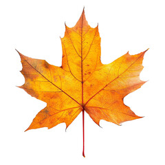 Fototapeta premium autumn maple leaf isolated