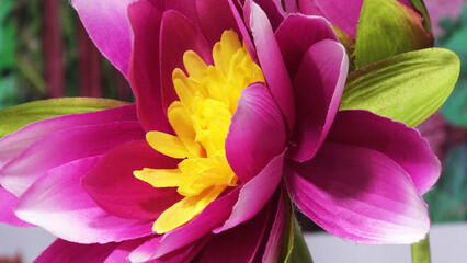 Naklejka premium Closeup of flower with large petals displayed in a street shop