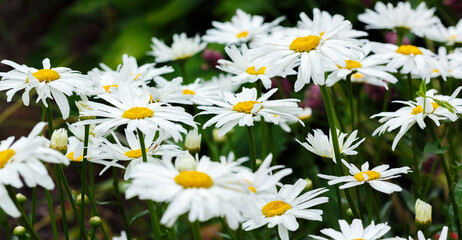 Fototapeta premium Garden daisies (лат. Leucanthemum vulgare) on a natural background. Flowering of daisies. Oxeye daisy, Common daisy. Gardening concept