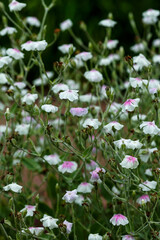 Fototapeta premium Lychnis coronaria alba blossom in garden