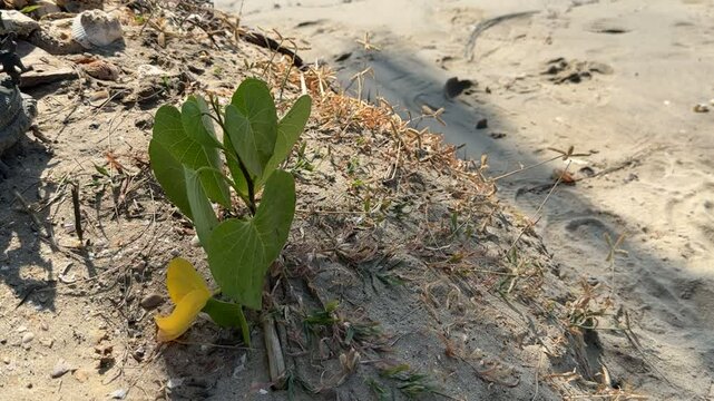 Coastal Resilience: A small, tenacious plant bravely emerges from the sandy shore, showcasing nature's enduring strength and resilience.