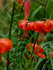 Marsh lily, or Royal curls , or Martagon ( Latin- Liilium martagon ) is a perennial bulbous plant; a species of the genus Lily