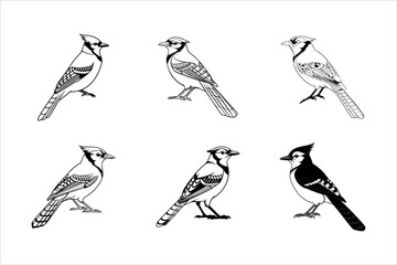 Set of blue jay Vector Style silhouette Art Design