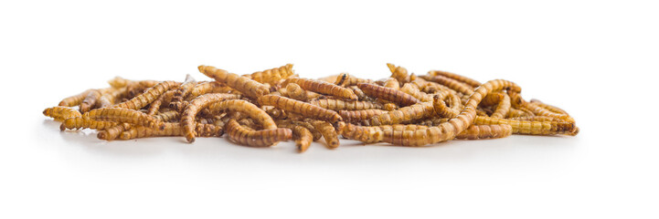 Dried salted worms. Roasted mealworms isolated on white background.
