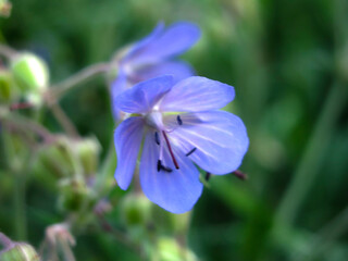 purple meadow geranium (Geranium pratense)
