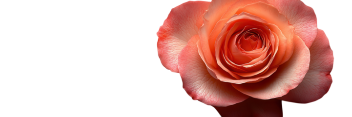 Elegant white rose on a clean backdrop, showcasing simplicity and beauty, perfect for minimalist aesthetics and floral inspiration.