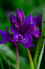Breitblättriges Knabenkraut // Broad-leaved marsh orchid (Dactylorhiza majalis) - Prokletije Nationalpark, Montenegro