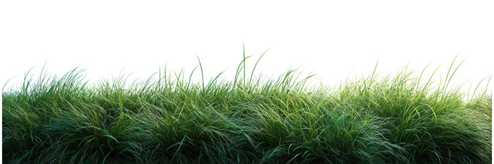 Minimalist Greenery on White Canvas, showcasing delicate grass elements against a clean backdrop, emphasizing simplicity and tranquility