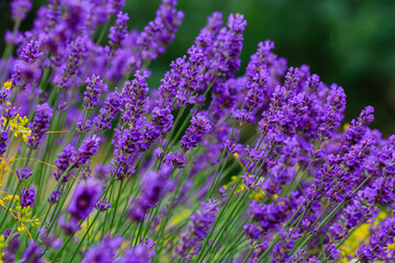 Obraz premium Lavender is a fragrant plant that attracts bees and insects. Bee-friendly plant