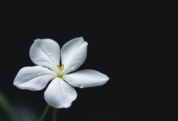 Solitary White Flower A Dark Background Minimalist Study