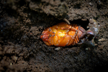 Close up of the pupae of beetle larvae found in compost piles are formed when beetles lay their eggs in animal feces, so they are found after the compost pile has been spread out to dry.