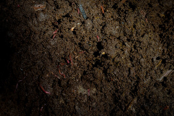 Close-up of a cross-section of a compost pile, showing a large number of small worms emerging after approximately 2 months of composting.