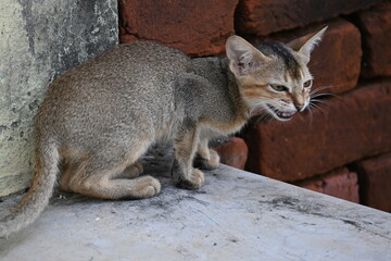 Wild Small brown cat. Cats are independent, curious felines known for their soft fur, graceful movements, and playful personalities. They are skilled hunters.