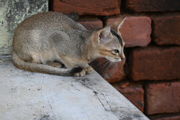Fototapeta premium Wild Small brown cat. Cats are independent, curious felines known for their soft fur, graceful movements, and playful personalities. They are skilled hunters.