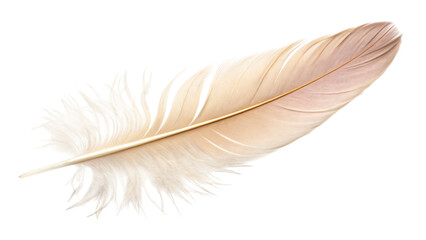 Single feather isolated on white, reminiscent of a bird's wing, with delicate quill and plume, perfect for nature-inspired art and design