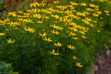 Coreopsis verticillata ( Latin- Coreopsis verticillata ) is a species of herbaceous plant of the...