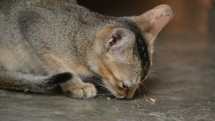 Wild Small brown cat. Cats are independent, curious felines known for their soft fur, graceful movements, and playful personalities. They are skilled hunters.