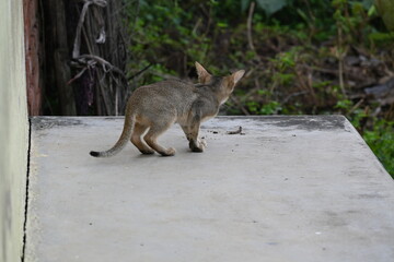 Wild Small brown cat. Cats are independent, curious felines known for their soft fur, graceful movements, and playful personalities. They are skilled hunters.