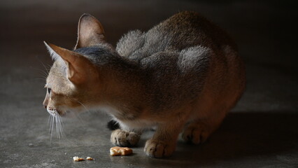 Wild Small brown cat. Cats are independent, curious felines known for their soft fur, graceful...