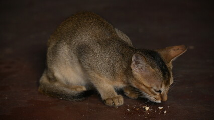 Wild Small brown cat. Cats are independent, curious felines known for their soft fur, graceful movements, and playful personalities. They are skilled hunters.