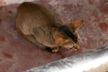 Wild Small brown cat. Cats are independent, curious felines known for their soft fur, graceful movements, and playful personalities. They are skilled hunters.