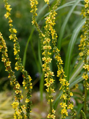 Common mullein, or bear's ear ( Latin- Verbascum thapsus ) is a biennial herbaceous plant; a species of the genus Verbascum of the Scrophulariaceae family