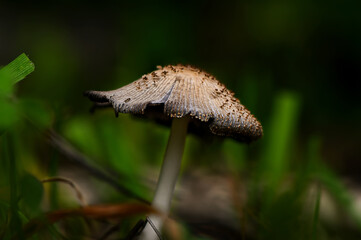 Delicate mushroom emerging from lush green grass in a tranquil forest under soft, diffused light