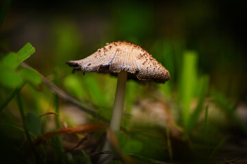Mushroom emerges peacefully among lush green grass in a tranquil woodland setting