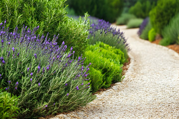Serene gravel path winds through a vibrant lavender garden.