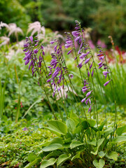Hosta lancifolia in bloom in garden