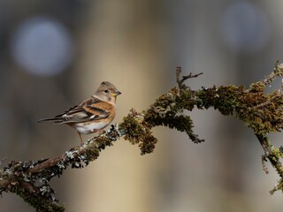 Brambling on a Moss-Covered Branch in Natural Light