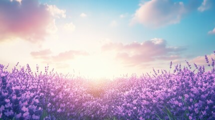 Fototapeta premium Lavender Field Sunset Serene Peaceful Beauty