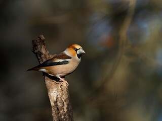 Hawfinch Perché on a Tree Stump in Sunlit woodland