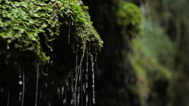 Heavy rain the forest