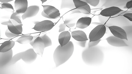 Monochrome leaf shadows on white background.