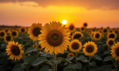 Fototapete Vibrant sunflowers at sunset © Alex