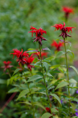 Monarda didyma ( Latin- Monarda didyma ) is a herbaceous perennial of the Lamiaceae family
