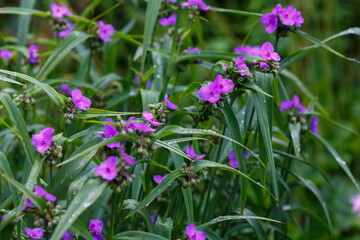 Tradescantia virginiana ( Latin- Tradescantia virginiana ) is a species of perennial herbaceous plants from the genus Tradescantia