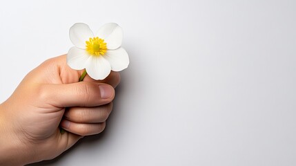 Little Hand, Big Bloom: A child's hand gently cradles a delicate white flower, showcasing innocence and the beauty of nature's simple gifts.  