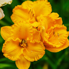 Bright yellow flowers of Hemerocallis Stella de Oro in garden