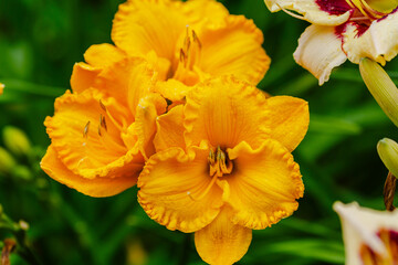 Bright yellow flowers of Hemerocallis Stella de Oro in garden