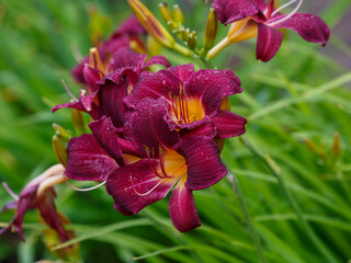 Fototapeta premium Hemerocallis hybride Little Grapette blooms in garden