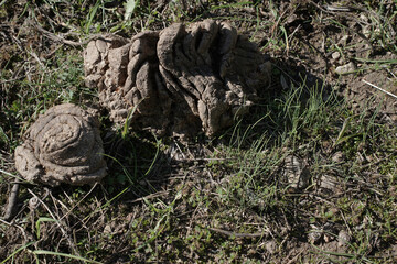 Wild boar poop wild boar in the forest      